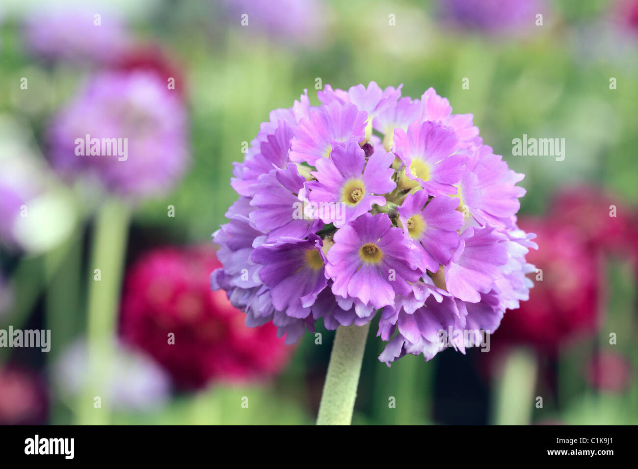 Primula Verbreitungsgebiet, Drumstick Primel oder Himalayan Primel, ist eine Art von Primel (hauptsächlich) Afghanistan und Chinesisch Alpenregionen heimisch. Heute wird er häufig in Hausgärten angebaut Stockfoto