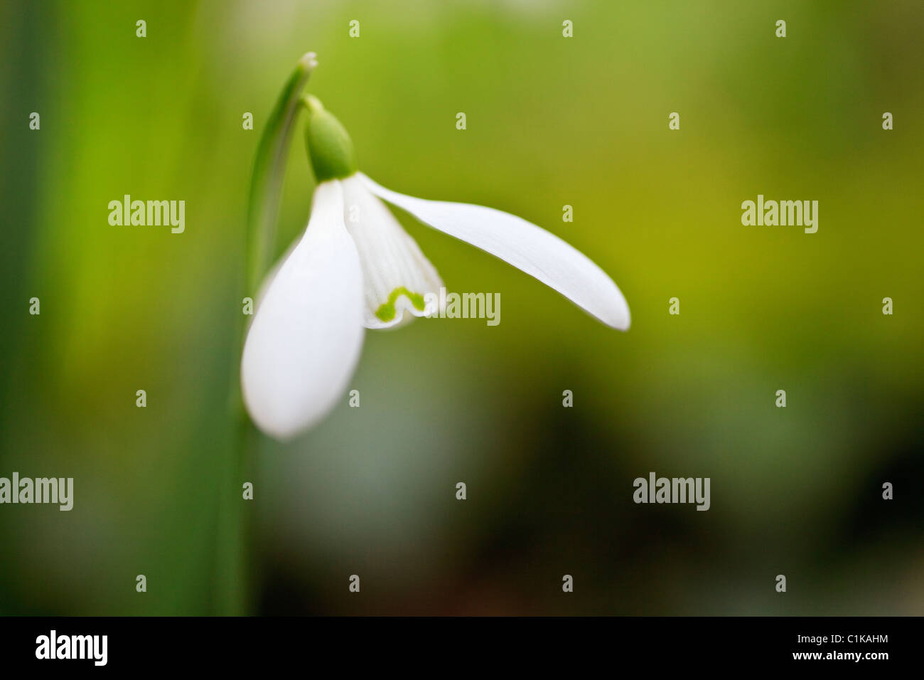 UK, Großbritannien. Nahaufnahme einer wilden Blume Schneeglöckchen (Galanthus Nivalis) im winter Stockfoto