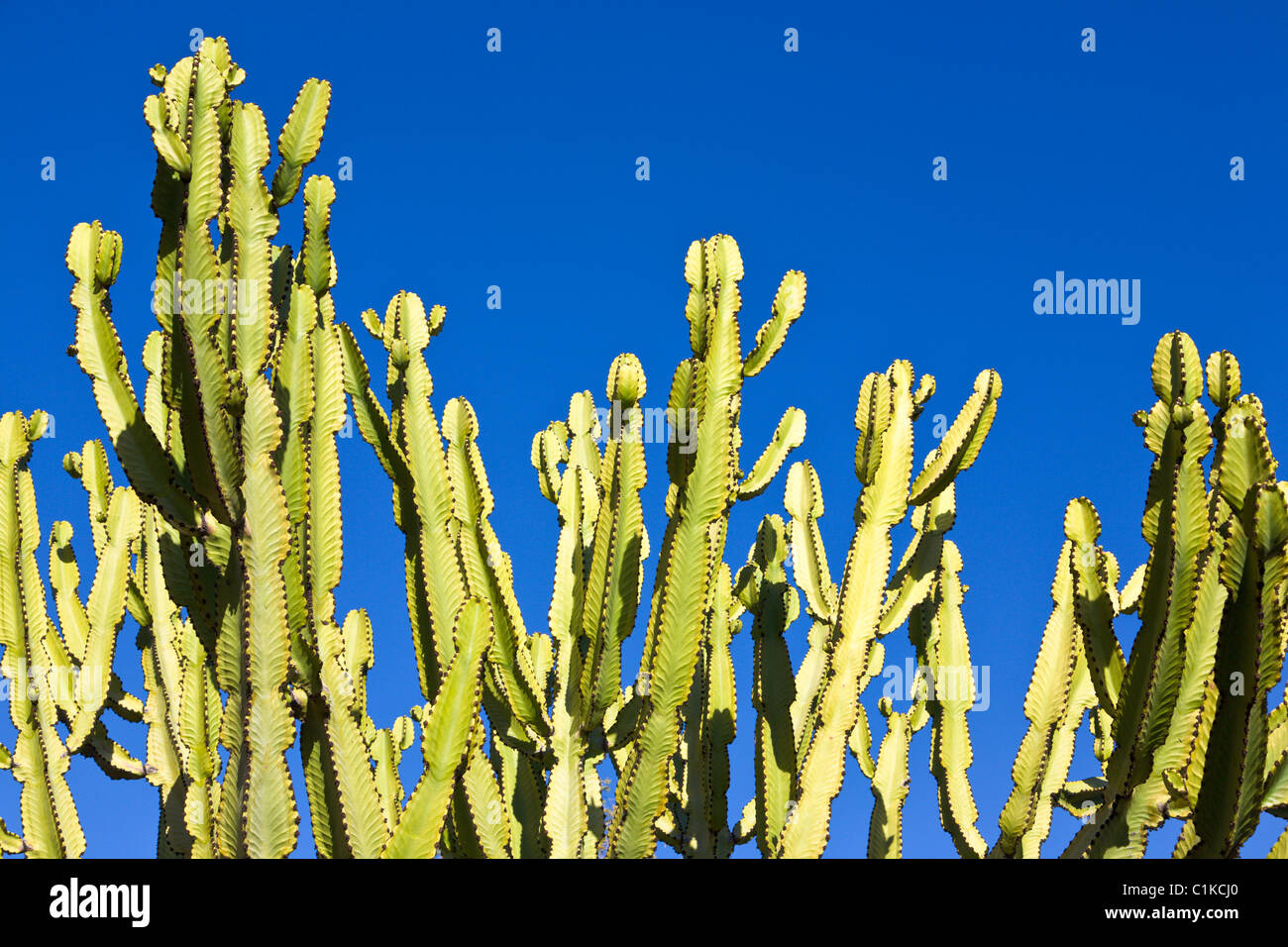 Euphorbia Kaktus, San Diego, Kalifornien, USA Stockfoto