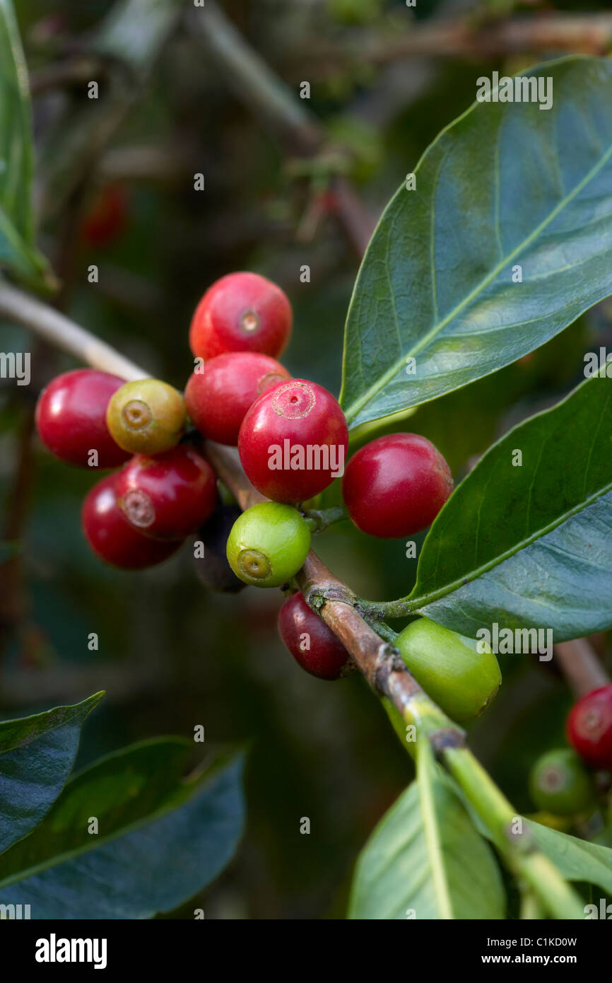 Nahaufnahme von Kaffee Beeren, Finca Vista Hermosa Kaffeeplantage, Agua Dulce, Huehuetenango Abteilung, Guatemala Stockfoto