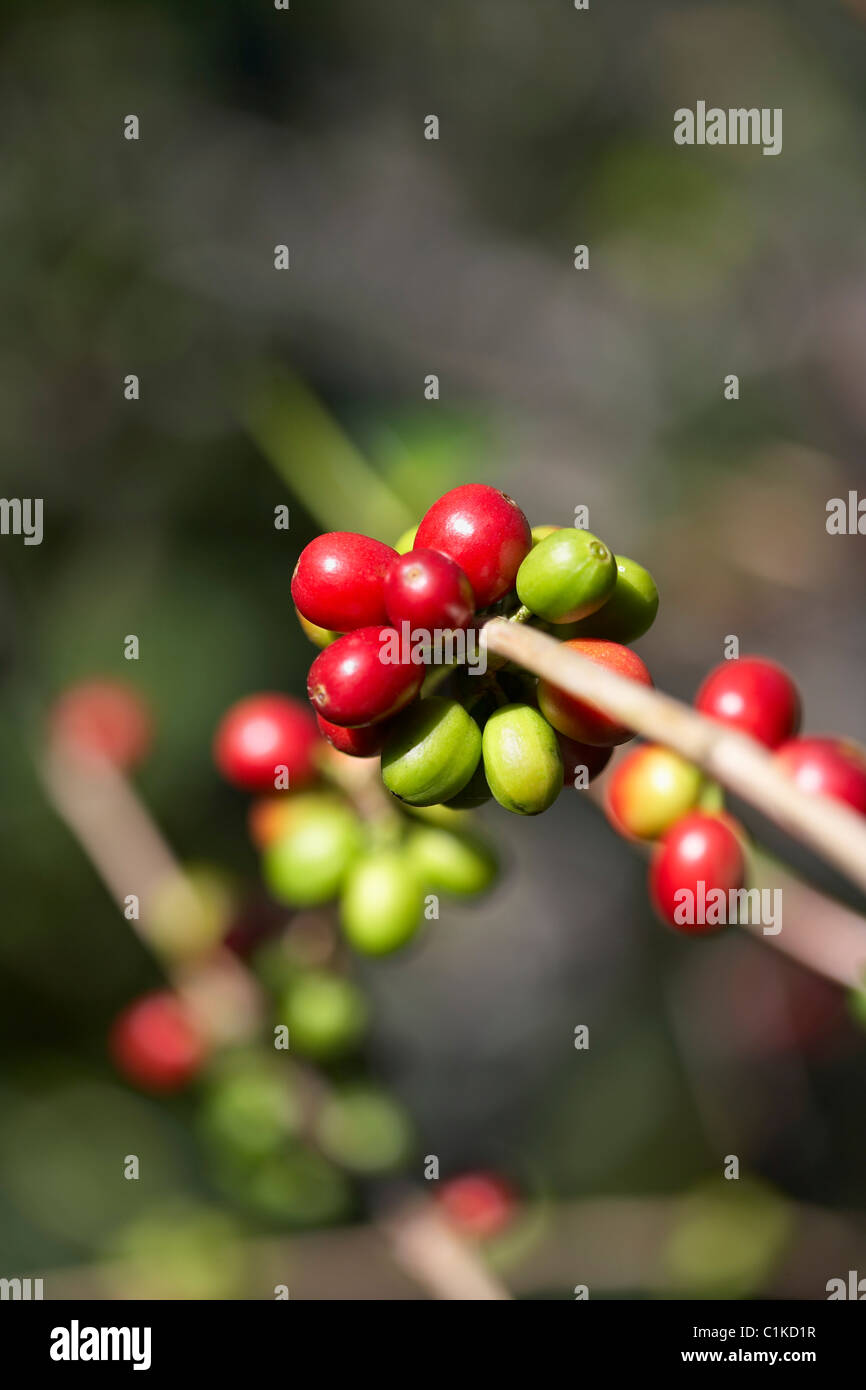Nahaufnahme von Kaffee Beeren, Finca-Villaure Kaffee-Plantage, Hoja Blanca, Huehuetenango Abteilung, Guatemala Stockfoto