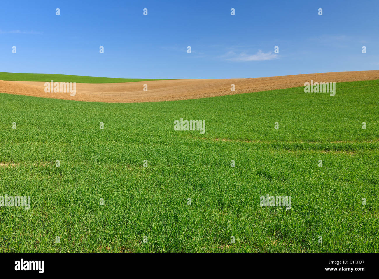 Mais-Feld, Reinheim, Darmstadt-Dieburg, Hessen, Deutschland Stockfoto