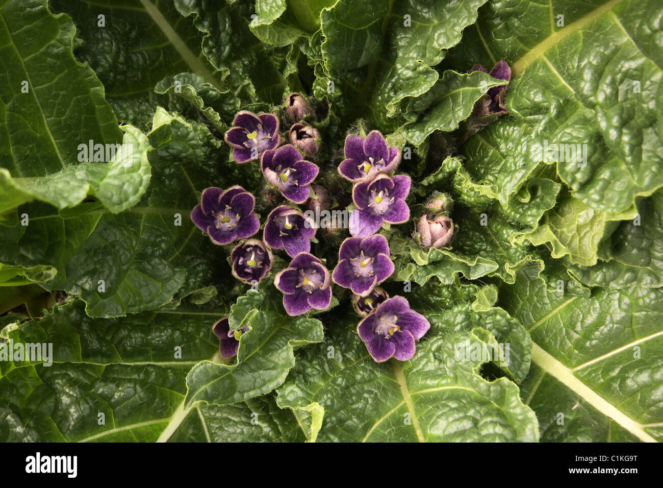 Herbst-Alraune (Mandragora Autumnalis) Stockfoto