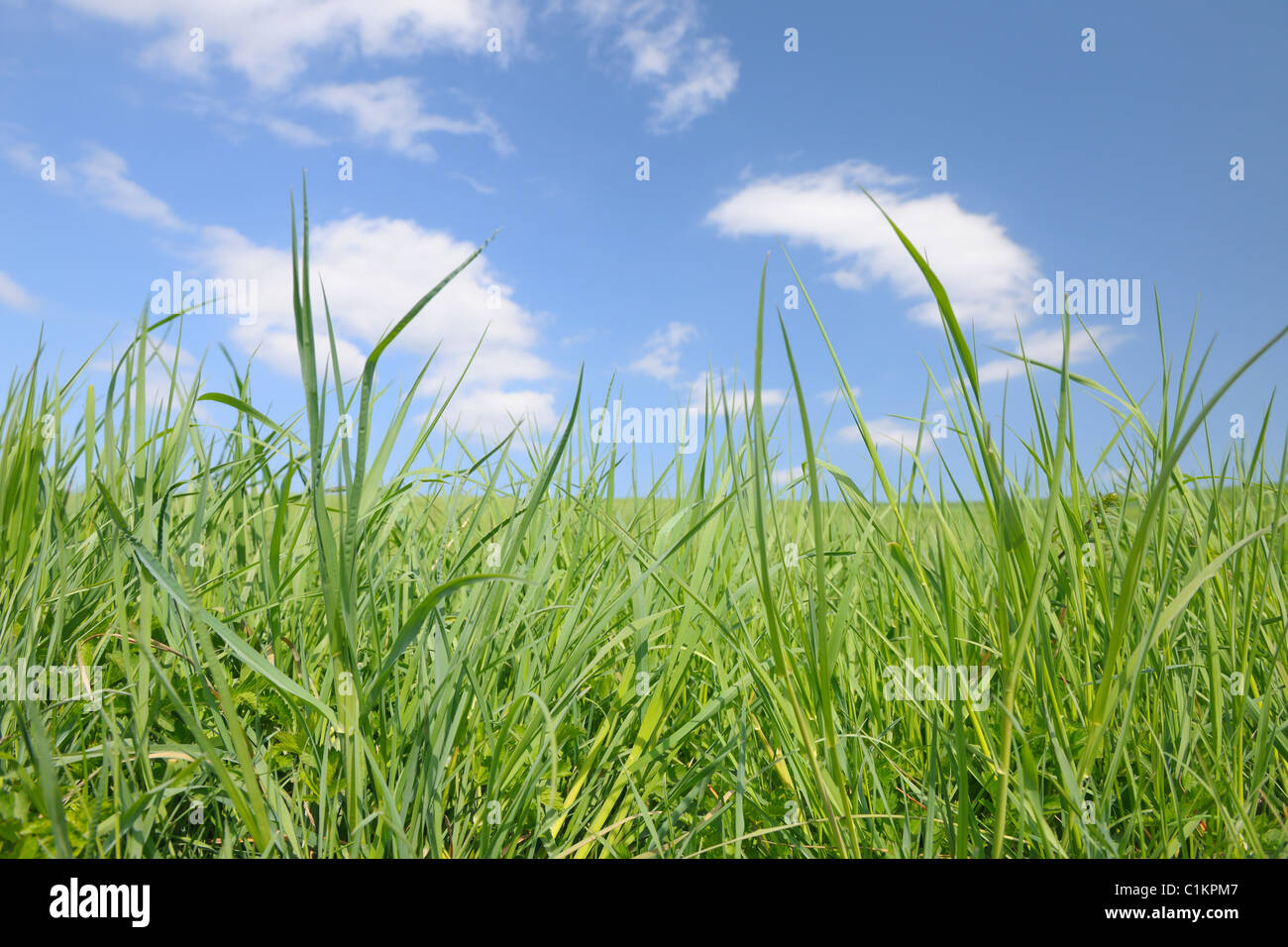 Nahaufnahme des Grases vor blauem Himmel, Bayern, Deutschland Stockfoto