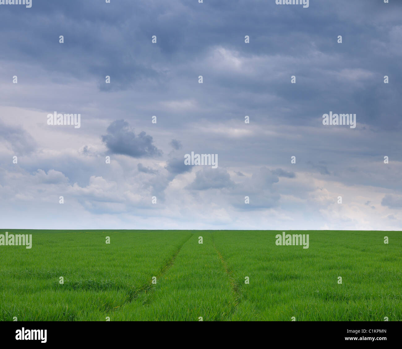 Mais-Feld im Frühjahr, Bayern, Deutschland Stockfoto