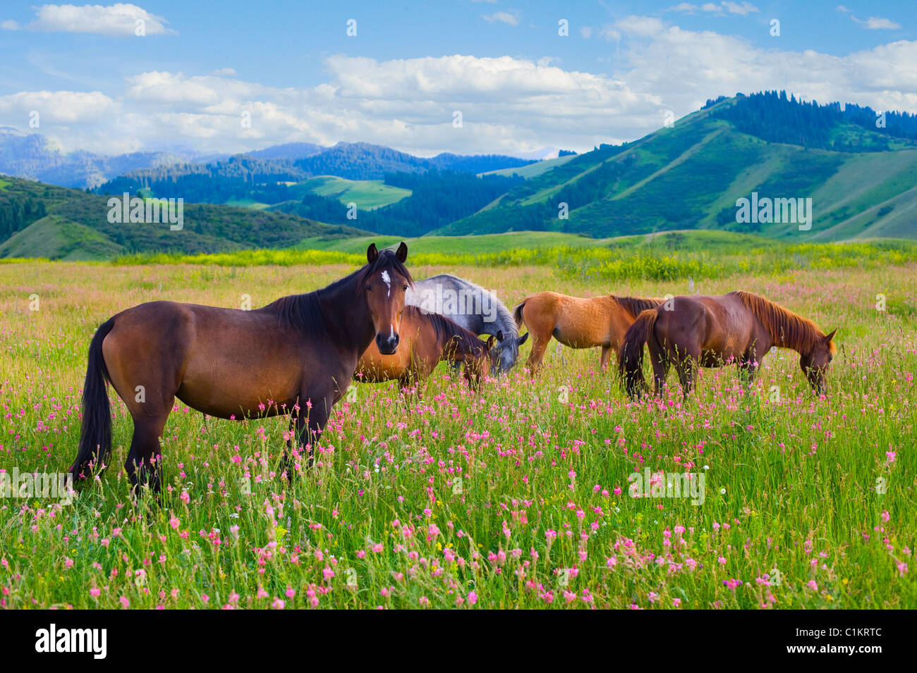 Die Herde von Pferden wird auf einer grünen Sommerwiese beweidet. Stockfoto