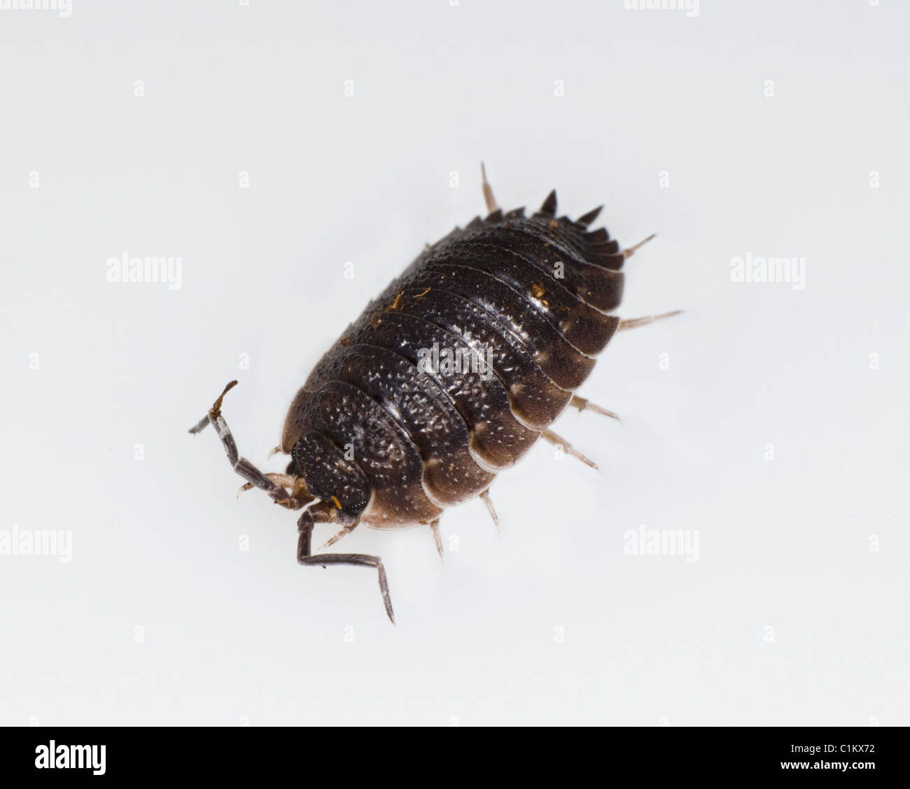 Oniscid Asseln (Oniscus Asellus), UK Stockfoto