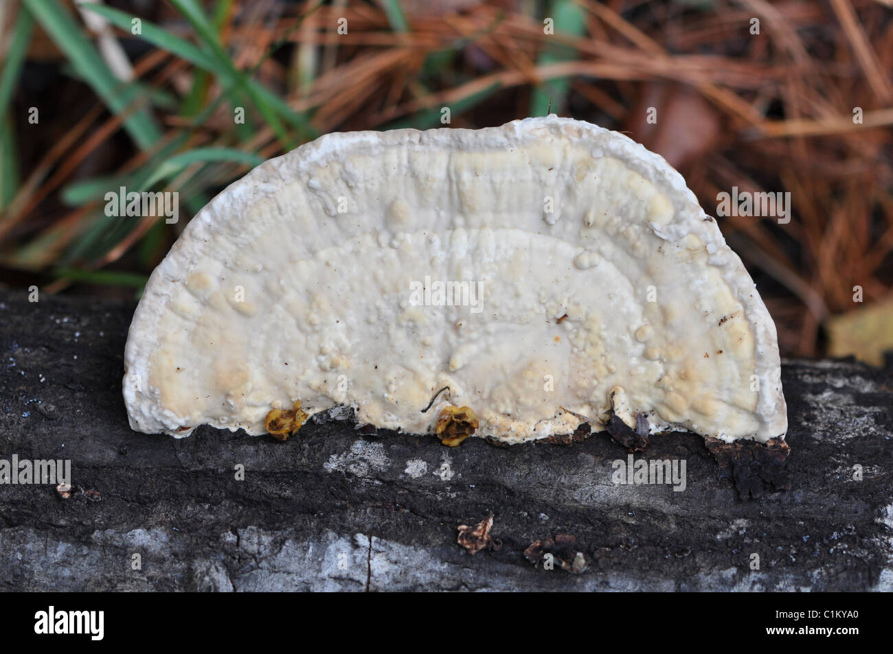 Makro ein Pilz wächst auf einem faulenden Baum Stockfoto