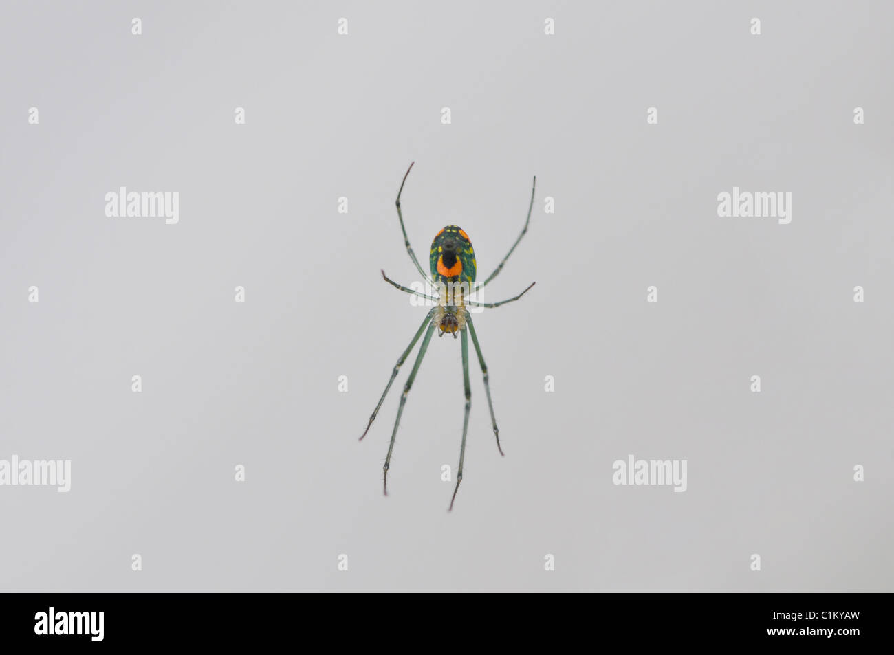 Eine einzelne Obstgarten-Spinne (Leucauge Venusta) auf einer Webseite in einem Garten Stockfoto