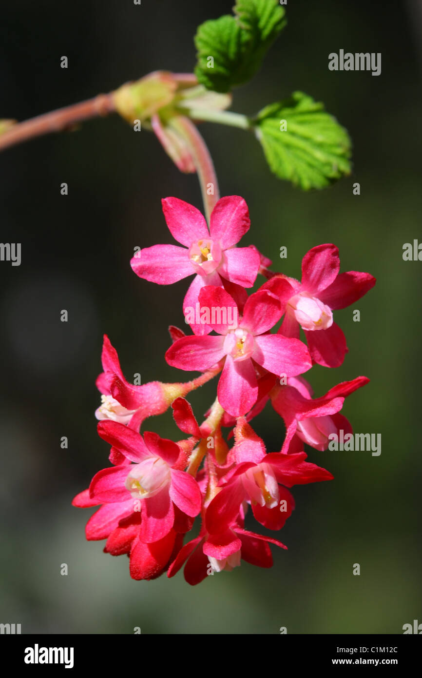 40,243.06559 Red-Flowering Johannisbeeren (Ribes Sanguineum) wachsen in den wilden, zarten Rosa 1,3 cm Durchmesser der Blumen, die in kleinen cluste wachsen Stockfoto