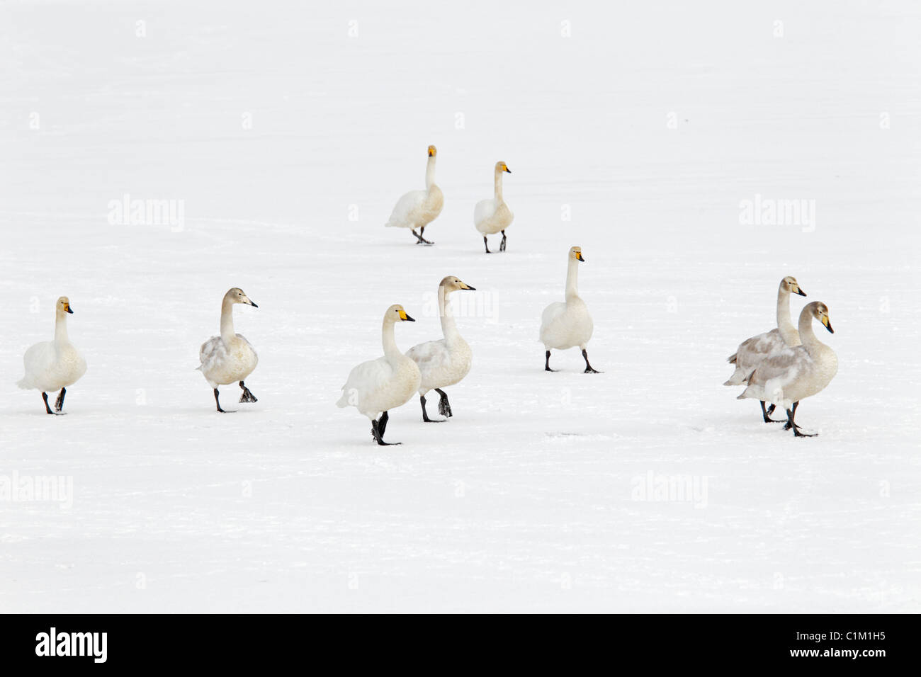 Gruppe von Singschwänen zu Fuß auf dem Schnee bedeckt zugefrorenen Teich in Island Stockfoto