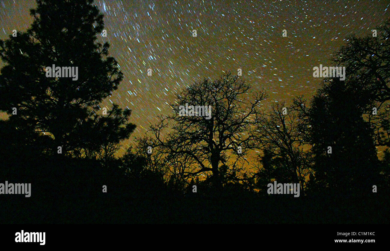 40,250.07155 einer klaren Nacht im Frühjahr, mit Tausenden von Sternen um wirbeln über die schwarzen Umrisse von Nadel- und Laubbäumen. Stockfoto