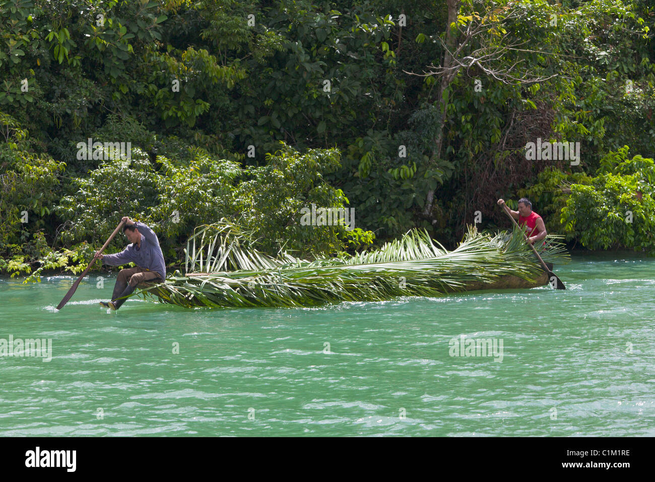 Einheimische Männer Blätter sammeln Royal Palm für Dachmaterial, Gatun See, Panama Stockfoto