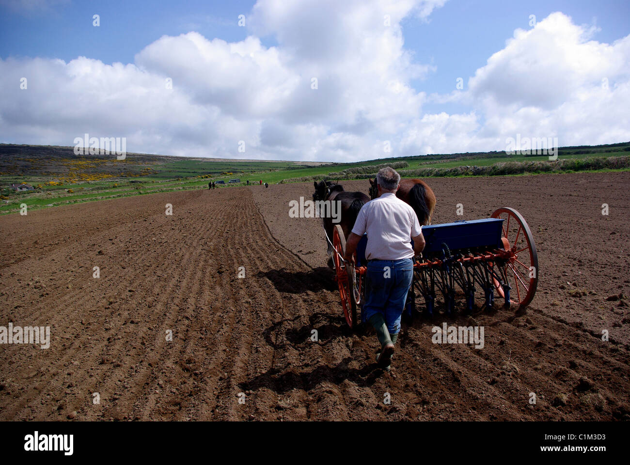 Samen Bohren mit Heavy Horses. Stockfoto