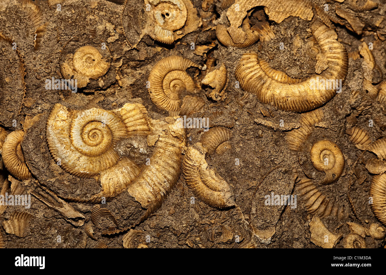 Dactylioceras sp Ammoniten mit Belemnit Fossilien aus dem unteren Jura Stockfoto