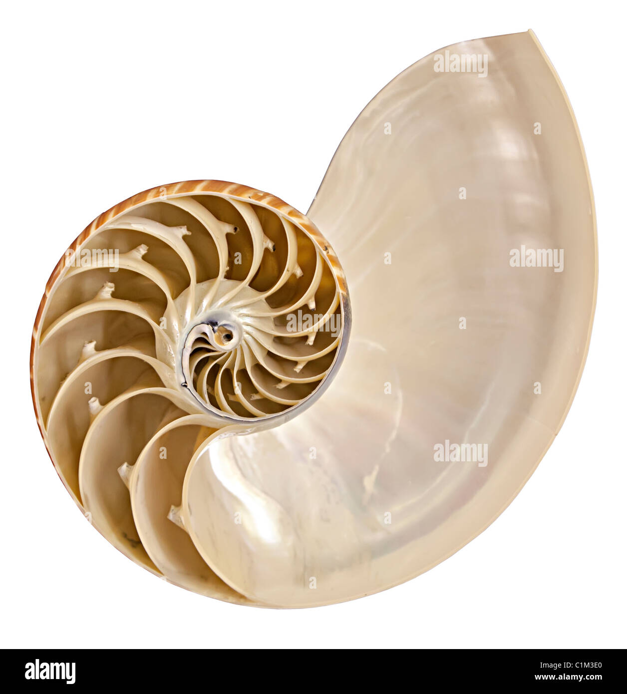 Nautilus-Schale-Abschnitt Stockfoto