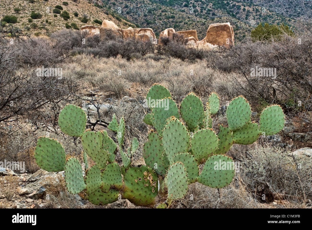 Die Kakteen in der Nähe von Ruinen der Marketender Store an Fort Bowie, Arizona, USA Stockfoto