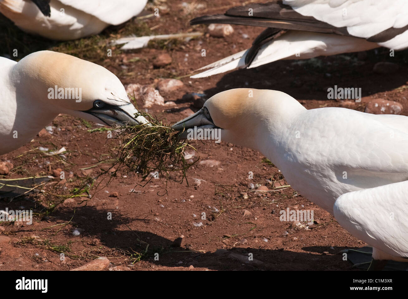 Quebec, Kanada. Nördlichen Tölpelkolonie Ile Bonaventure vor der Küste von Perce. Stockfoto