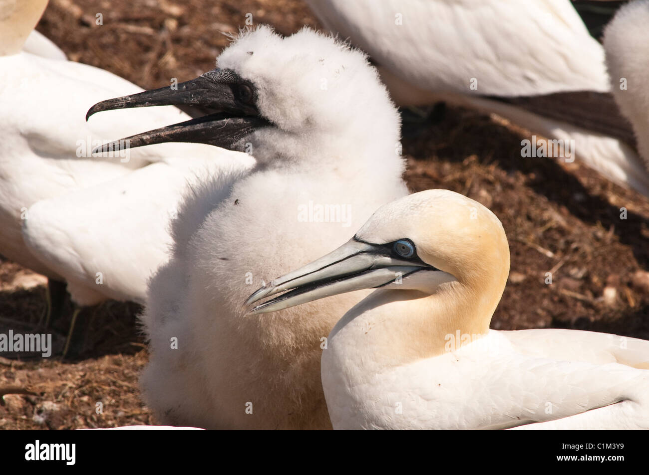 Quebec, Kanada. Nördlichen Tölpelkolonie Ile Bonaventure vor der Küste von Perce. Stockfoto