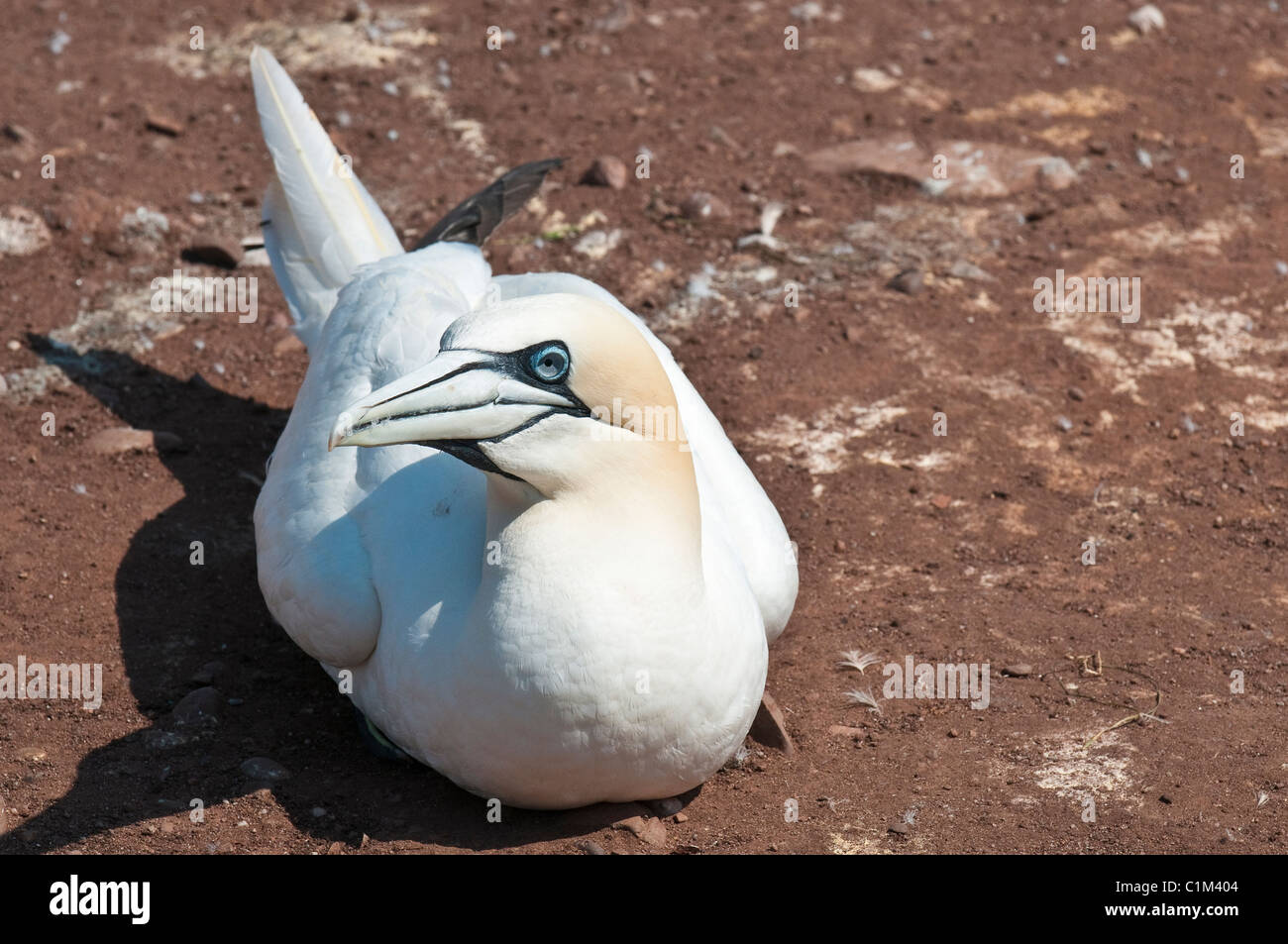 Quebec, Kanada. Nördlichen Tölpelkolonie Ile Bonaventure vor der Küste von Perce. Stockfoto