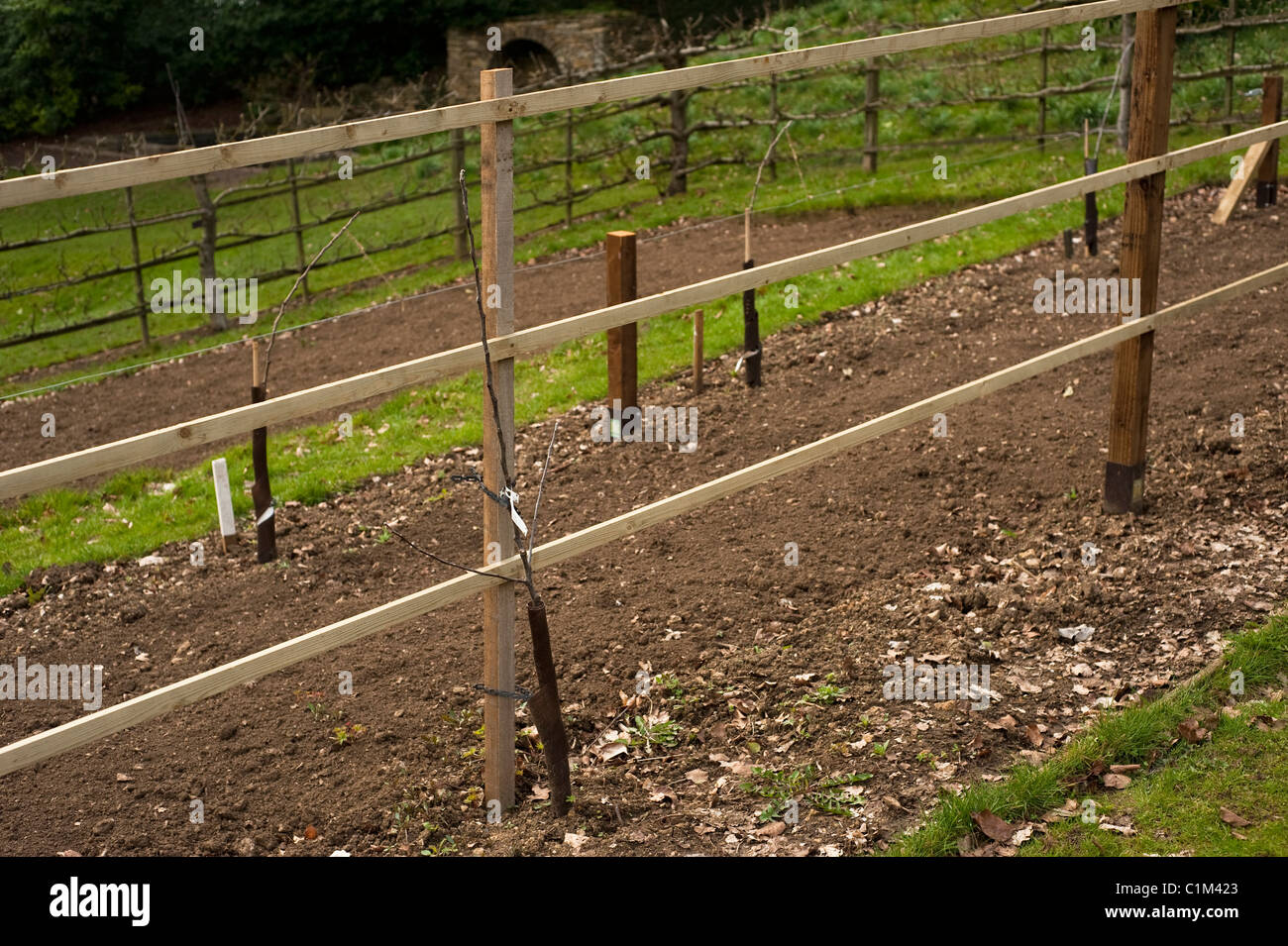 Neu gepflanzte Apple'Rhead fahre "auf ein Spalier in die Frucht Training Grenzen im Painswick Rokoko Garden in The Cotswolds Stockfoto