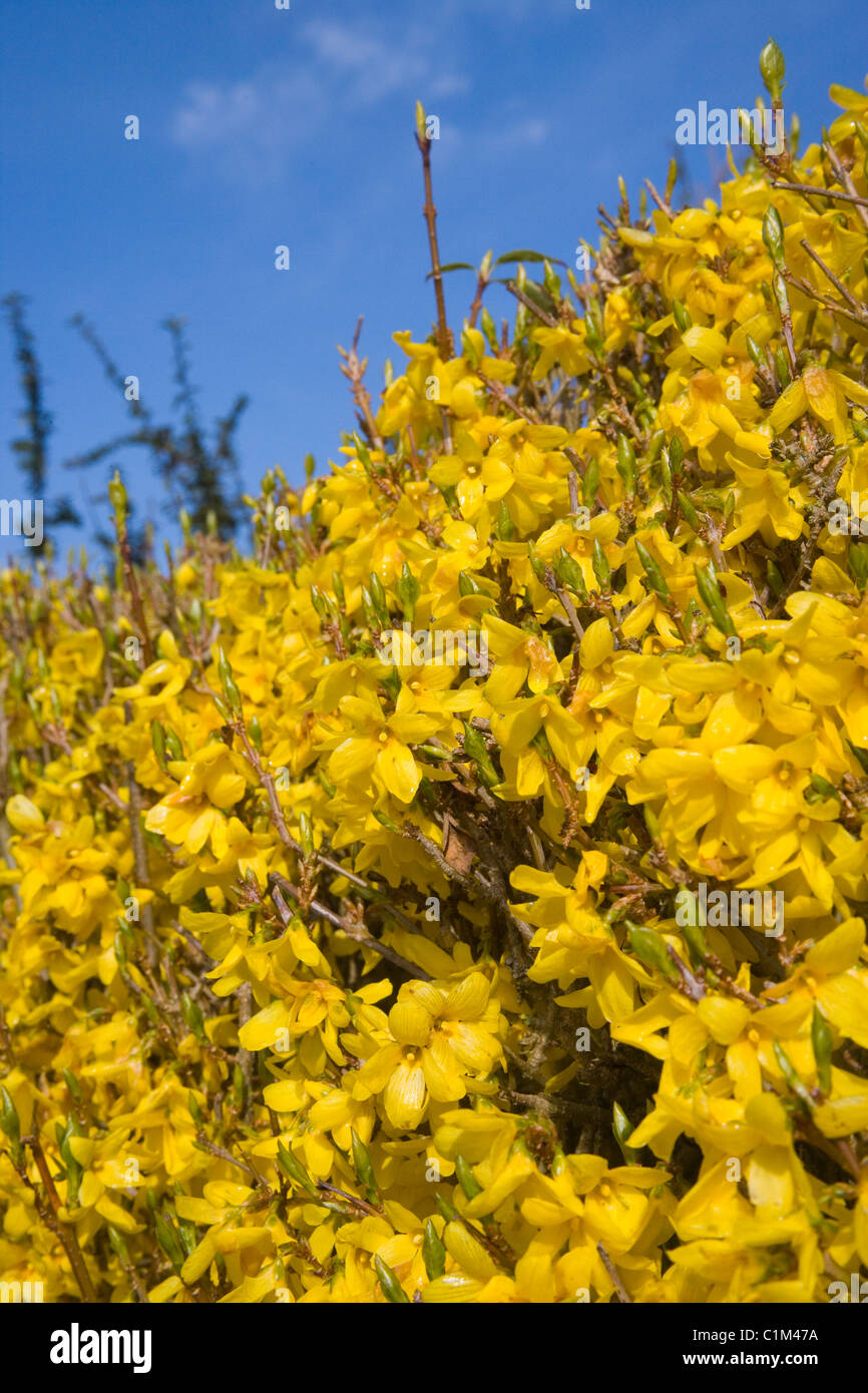 Forsythia shrub Fotos und Bildmaterial in hoher Auflösung Alamy