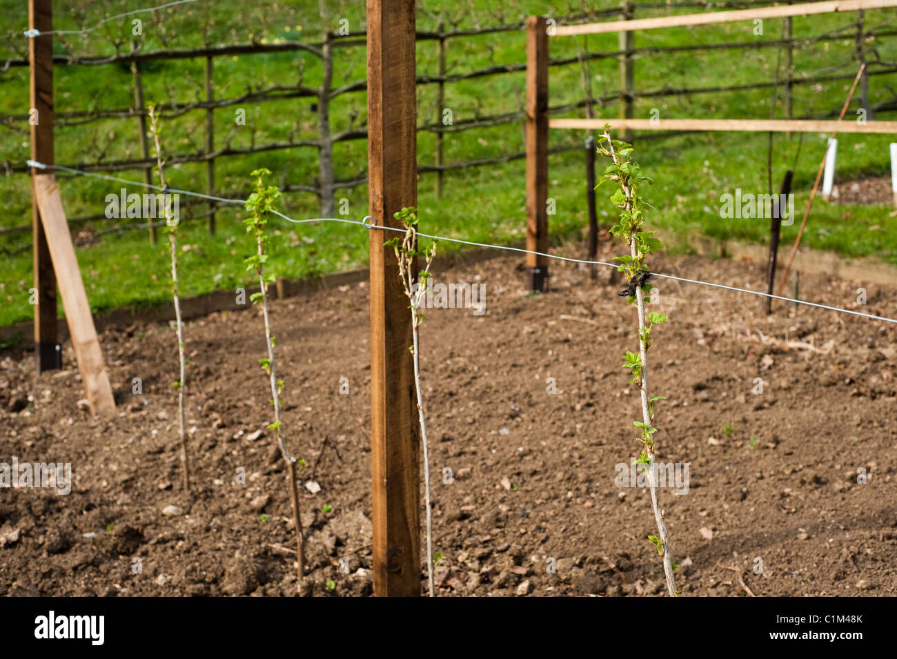 Neu gepflanzte Johannisbeer Sträucher auf eine Schnur in die Frucht Training Grenzen im Painswick Rokoko Garden in The Cotswolds Stockfoto