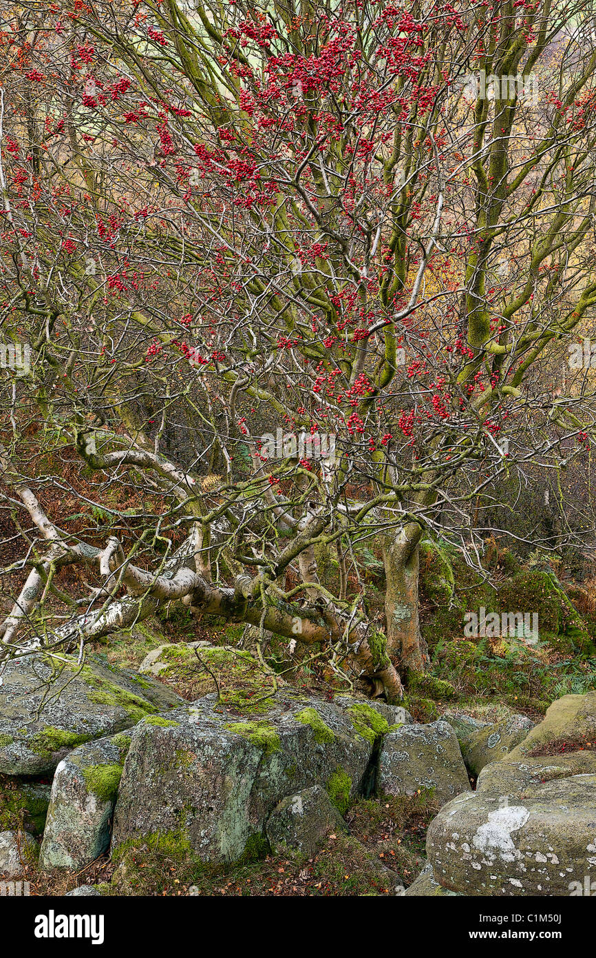 Posterized Bild eines Rowan Tree mit Beeren, im Herbst, Derbyshire Stockfoto