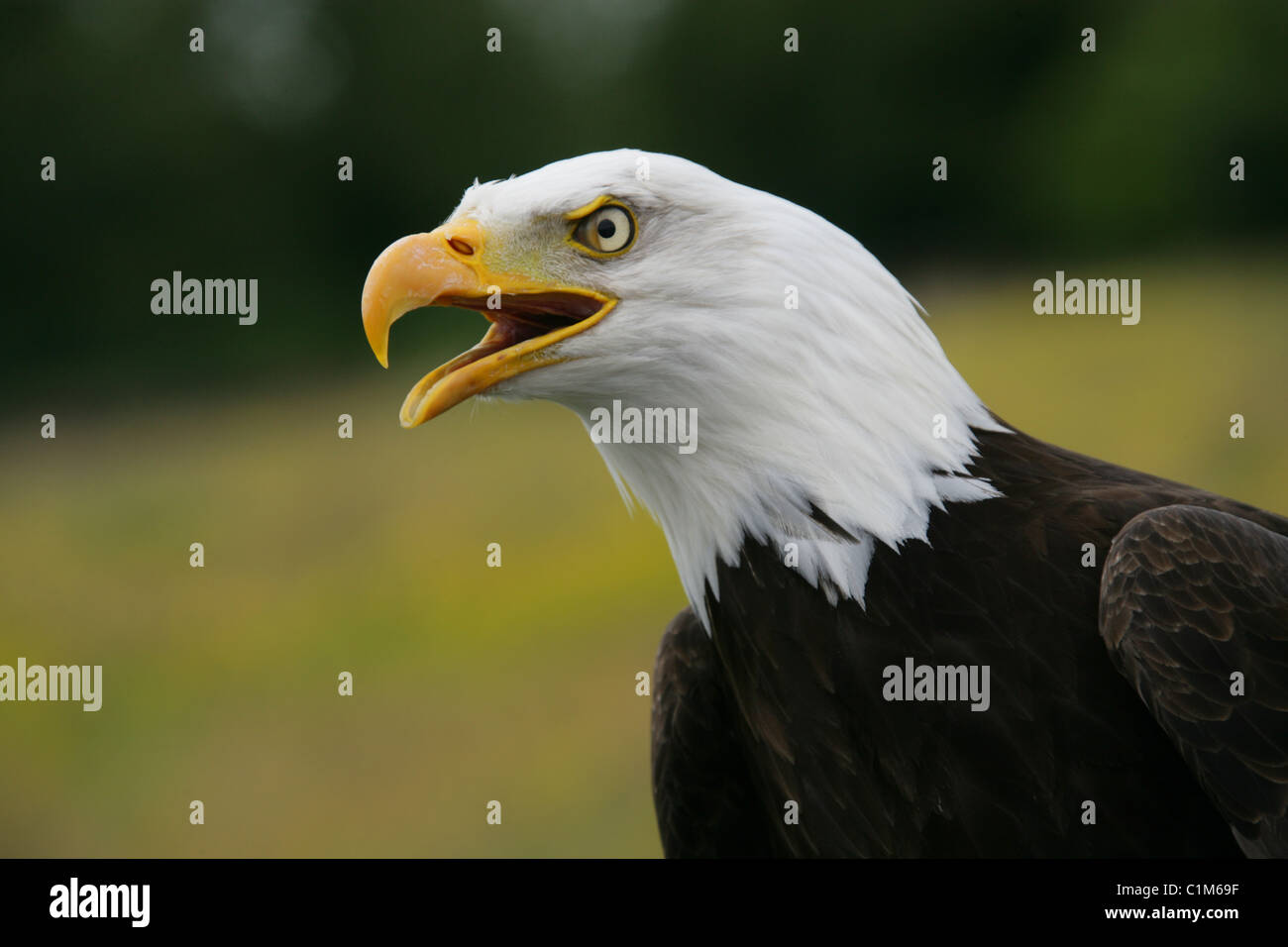 Weißkopfseeadler aka amerikanische Seeadler Haliaeetus Leucocephalus, Accipitridae. Stockfoto