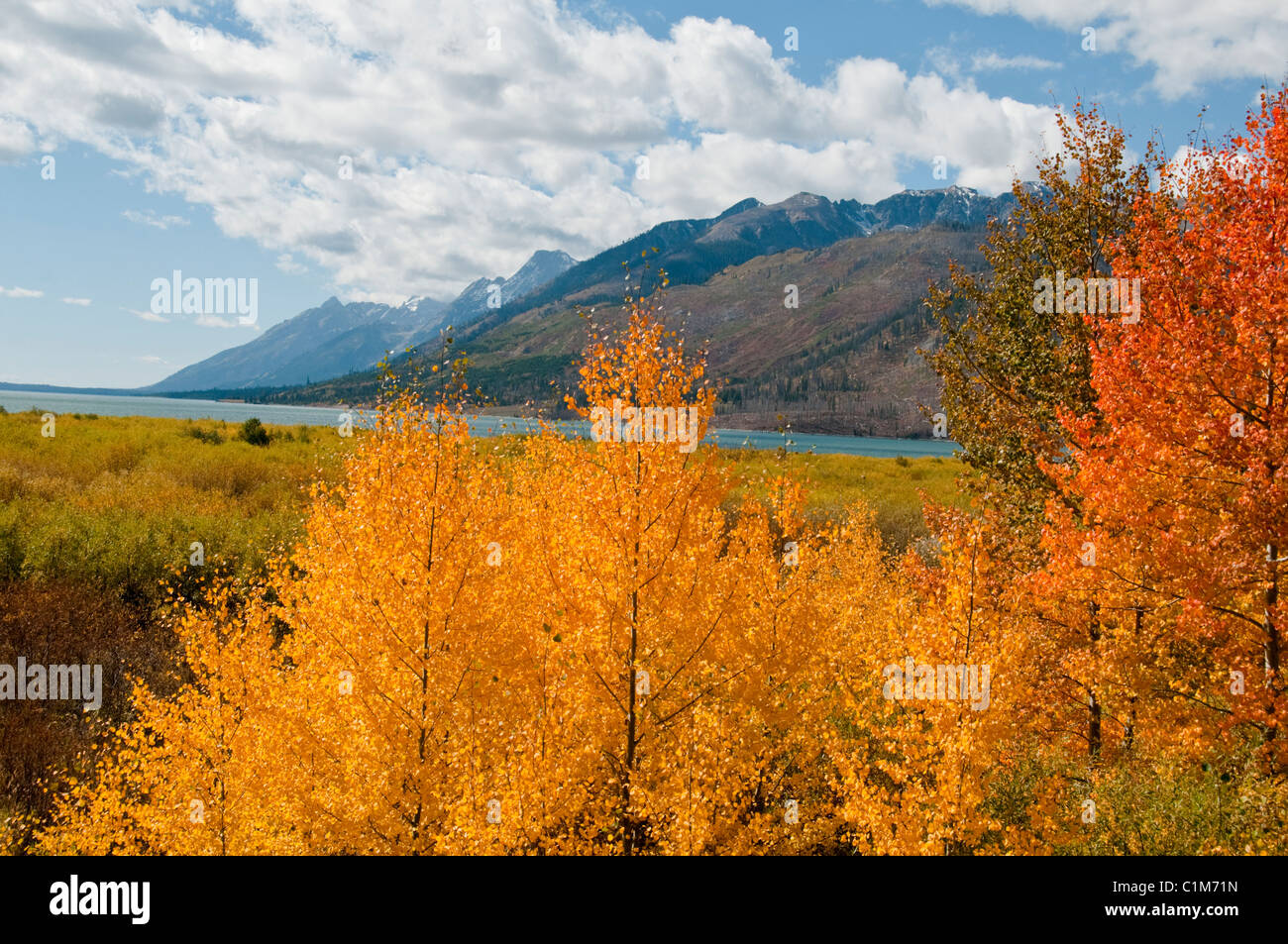 Colter Bay, Lauch Marina, Espen in Herbstfarben, Farben, Jackson Lake, Mount Moran, Teton Range, Grand-Teton-Nationalpark in Wyoming Stockfoto