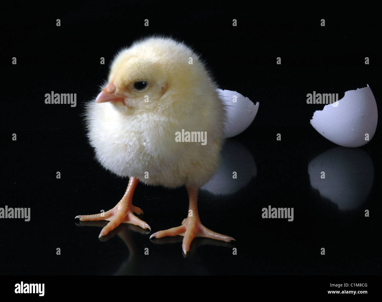 Huhn aus einem Ei Stockfoto