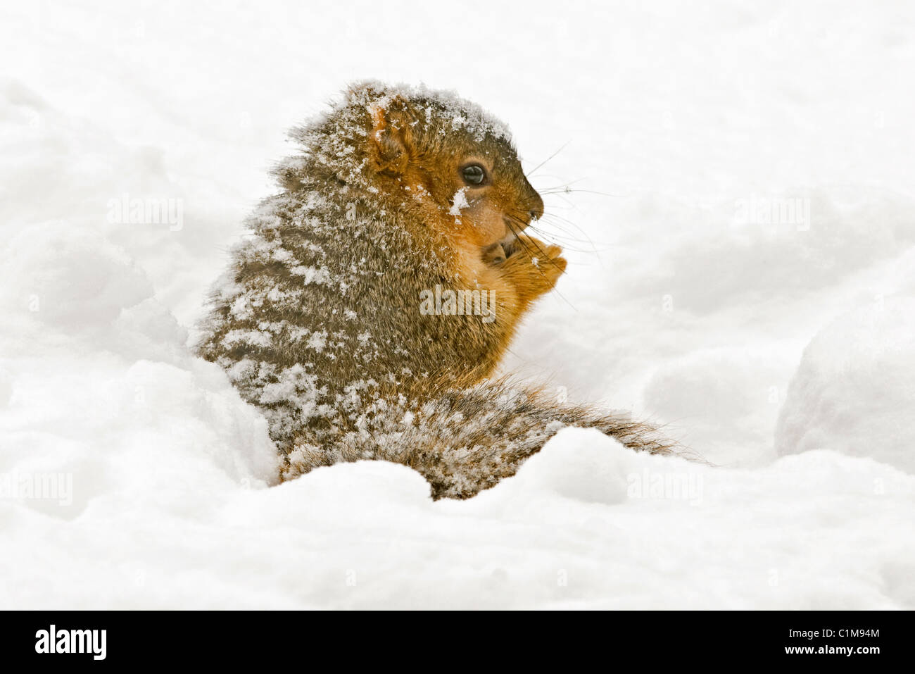 Östlichen Fuchs, Eichhörnchen Sciurus Niger erholt und Essen gespeichert Muttern aus Essen Cache östlichen Nordamerika Stockfoto