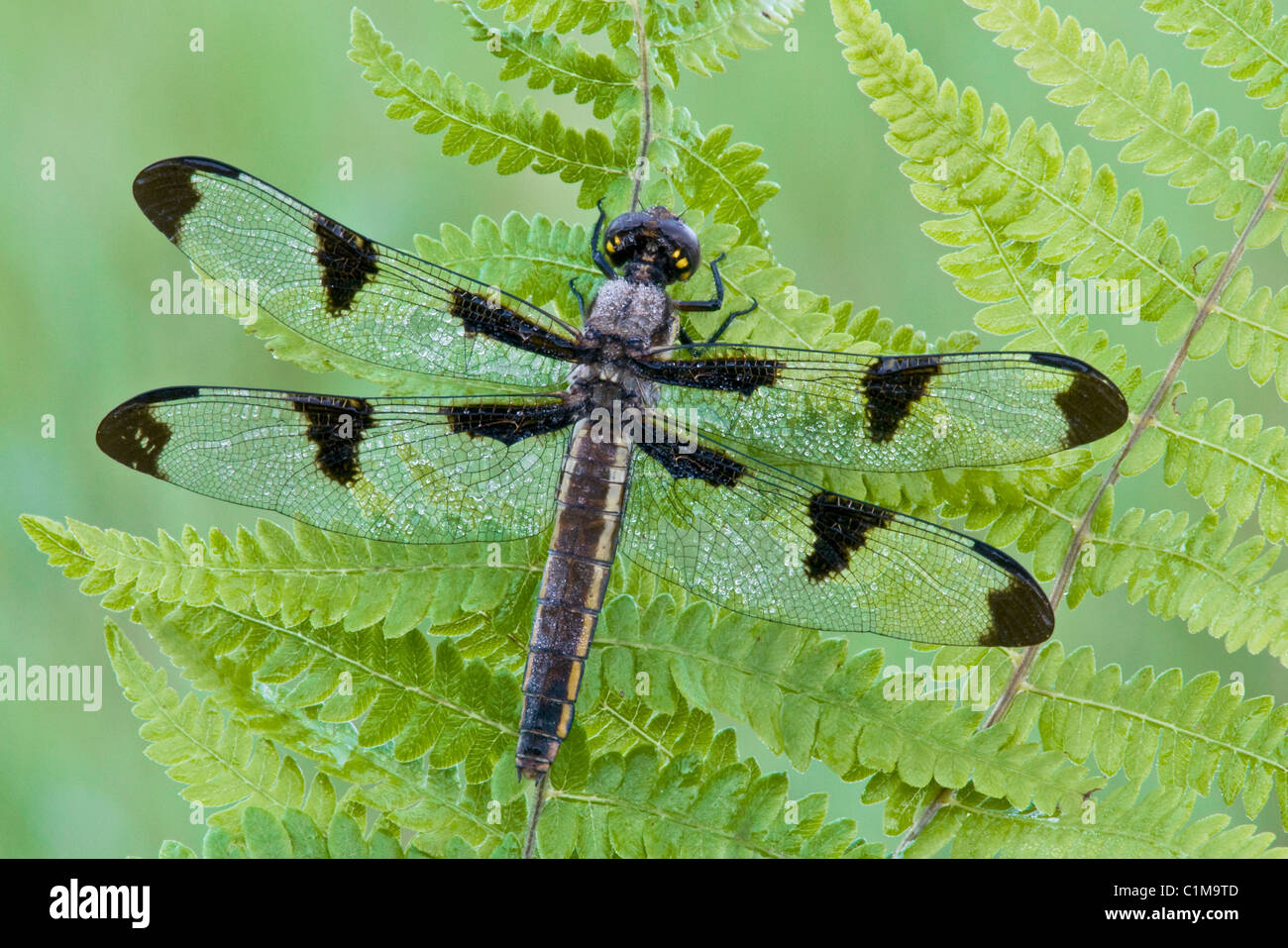 Zwölf-Punkt Skimmer Libellula pulchella auf Farn frond E USA, von Skip Moody/Dembinsky Photo Assoc Stockfoto