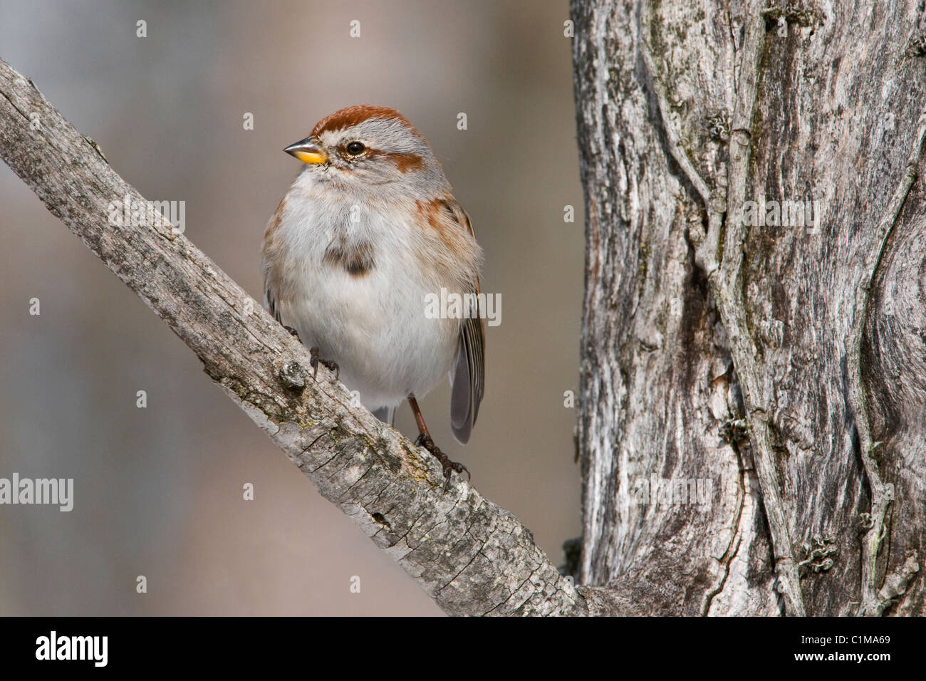 American Tree Sparrow Spizella Arborea männlichen östlichen Nordamerika Stockfoto