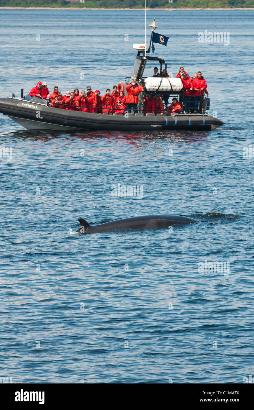 Walbeobachtung im Saguenay St. Lawrence Marine Park in der Nähe von Tadoussac, Quebec, Kanada. Stockfoto