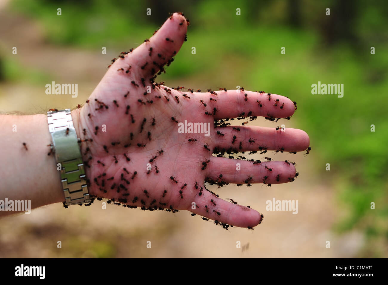 Die Hand des Mannes mit einem Schwarm von Ameisen Stockfoto