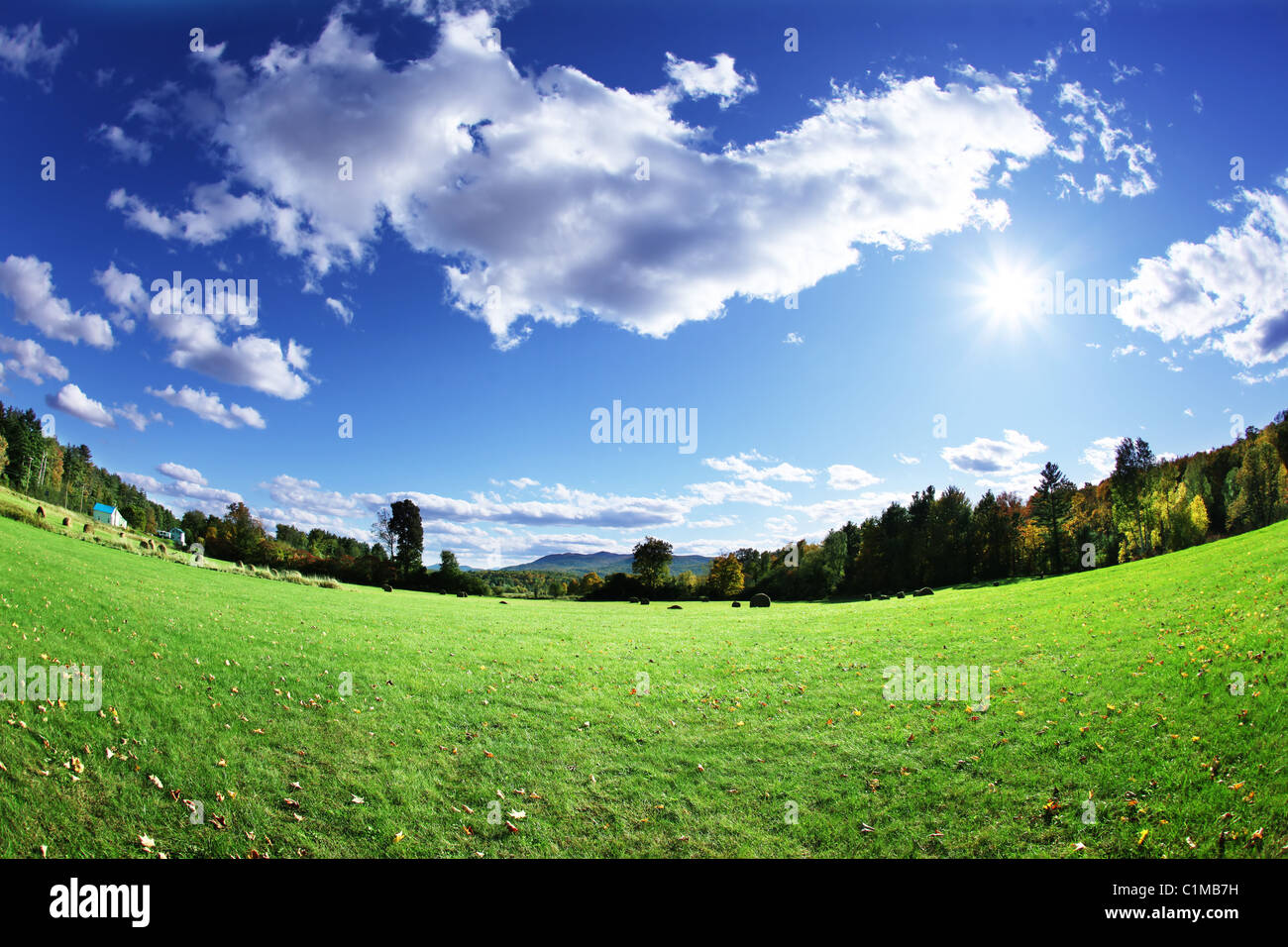 Grüne Weide und strahlend blauer Himmel Stockfoto