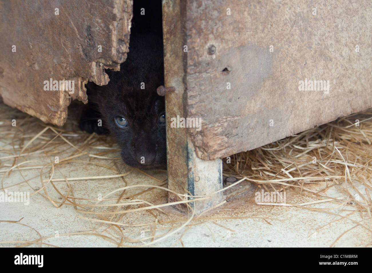 Schwarzer Jaguar cub Stockfoto