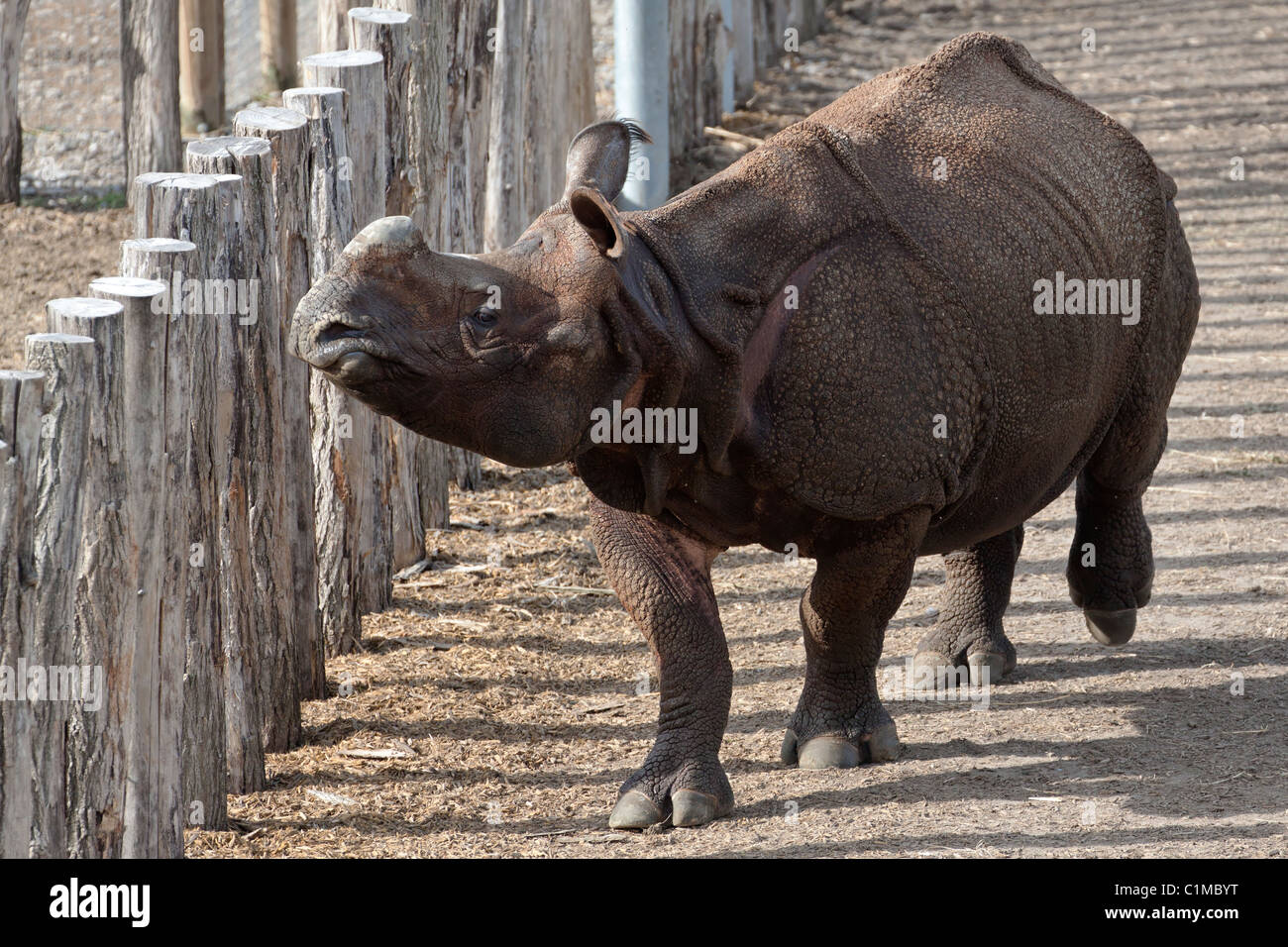 Javan Rhinoceros (oder Sunda Rhinoceros - Rhinoceros Sondaicus) Stockfoto