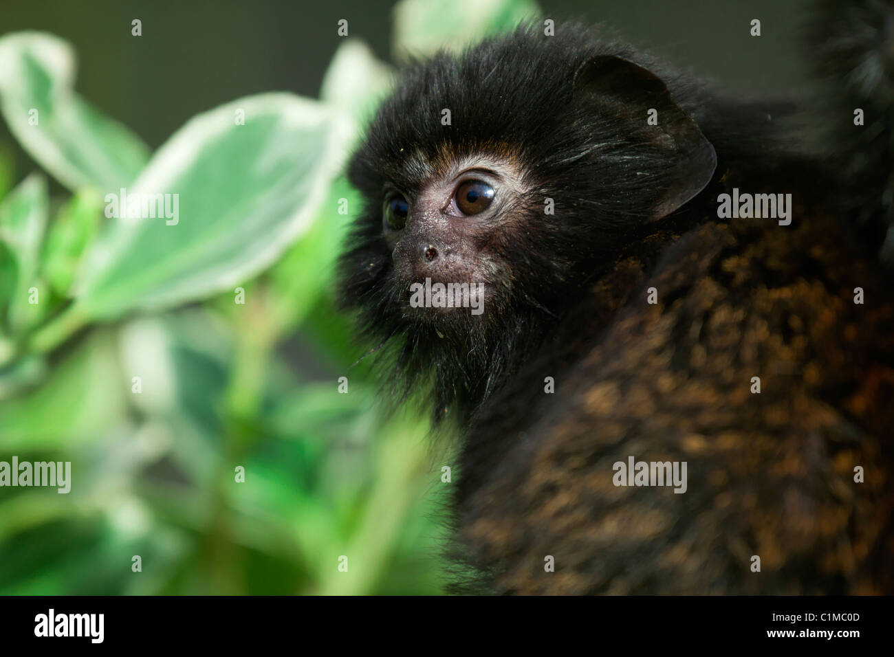 Rothändige tamarin Stockfoto