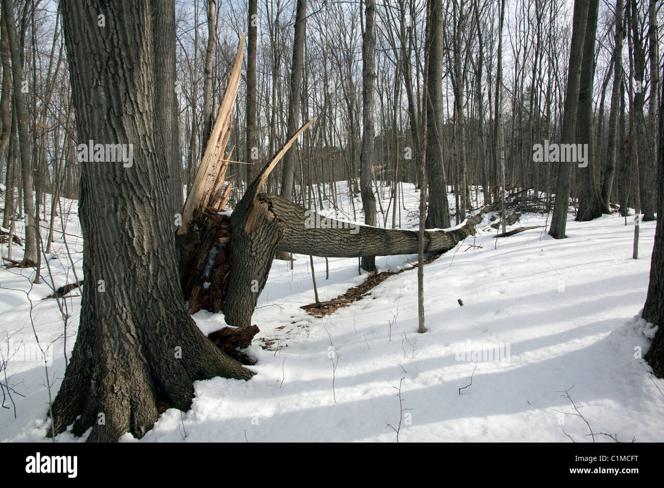 Gefallenen Zucker-Ahorn Baum östlichen Laubwald Michigan USA Frühjahr Stockfoto