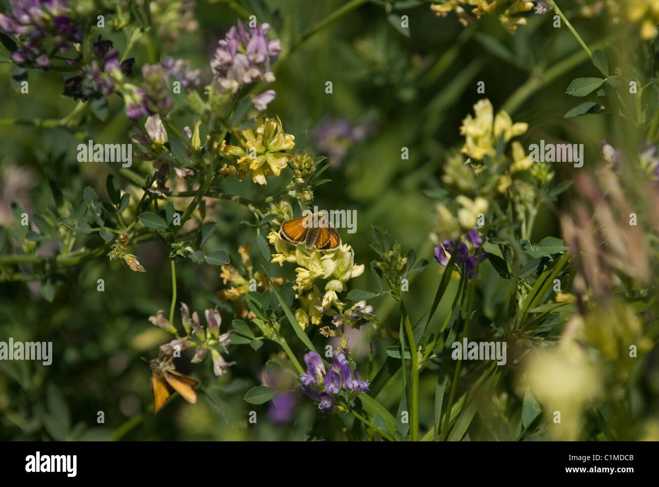 Flackert (Schmetterlinge) in die Wildblumen im Süden von Alberta, Kanada Stockfoto