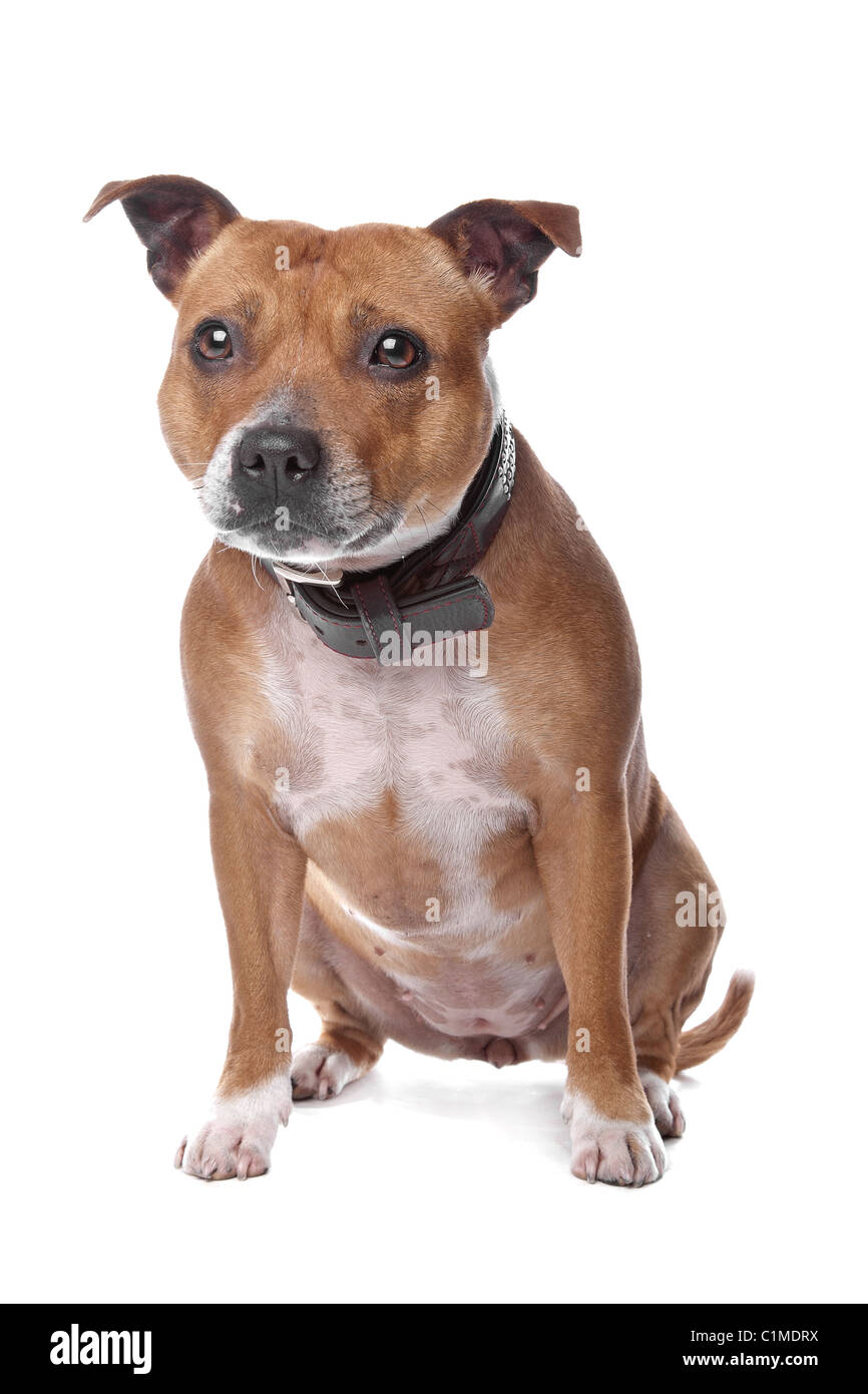 englische Staffordshire Bullterrier (Staffordshire, staffy, Staffie, Stafford) auf dem Boden liegend, isoliert auf weißem Hintergrund Stockfoto