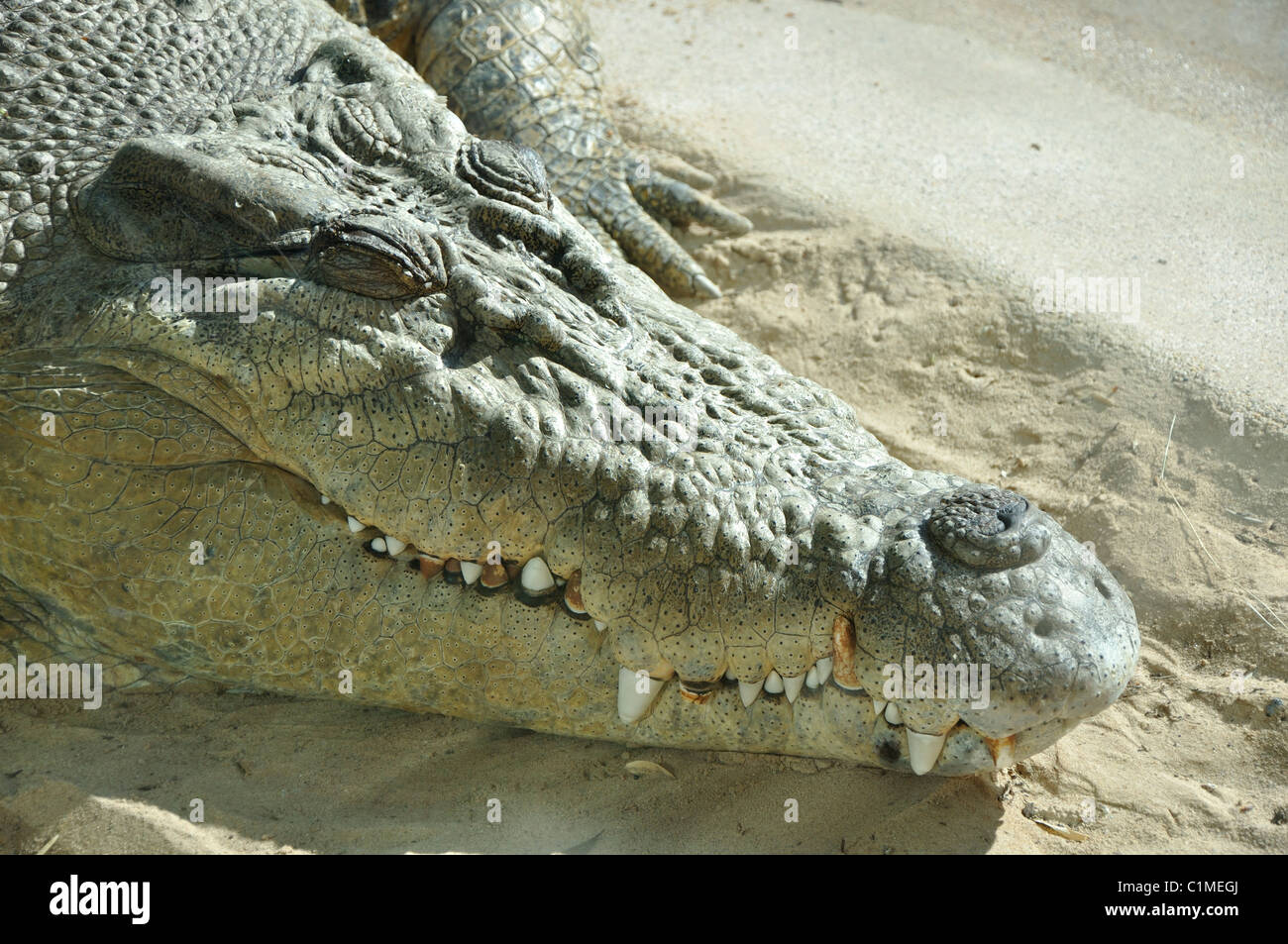Krokodil Kopf Stockfoto