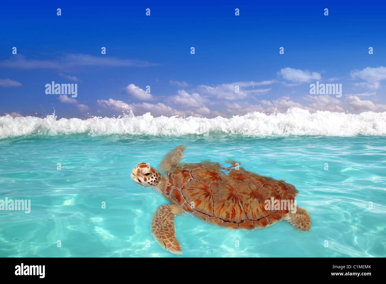 Grüne Meeresschildkröte Chelonia Mydas Karibik Cheloniidae Wasseroberfläche Stockfoto