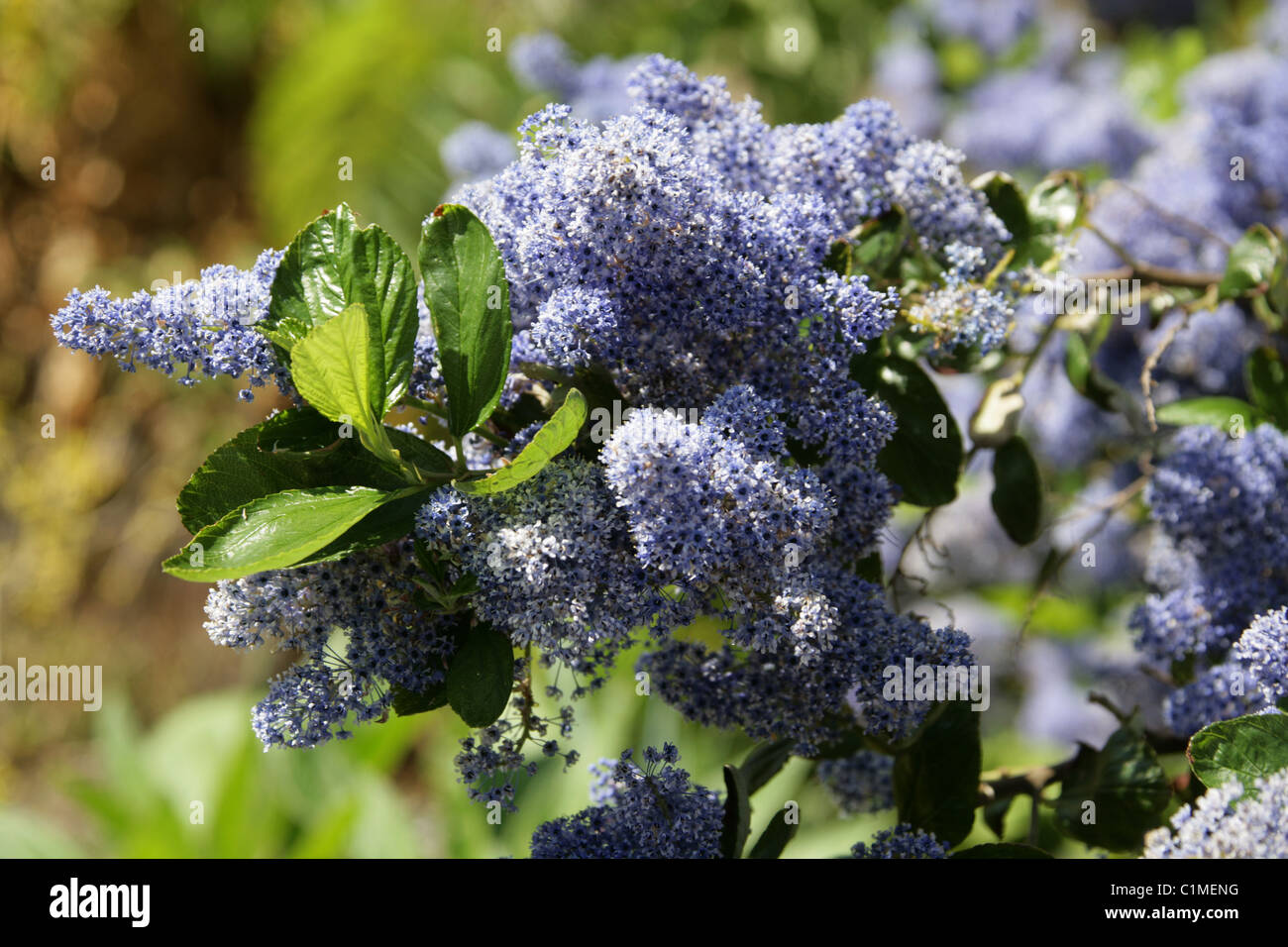 Strauch Blaue Blumen Stockfotos und bilder Kaufen Alamy
