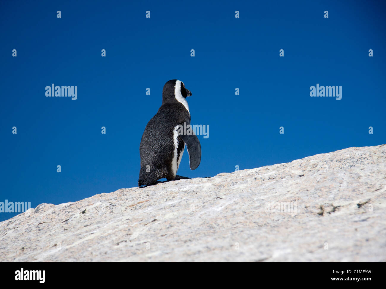 Kolonie von afrikanischen Pinguinen Stockfoto