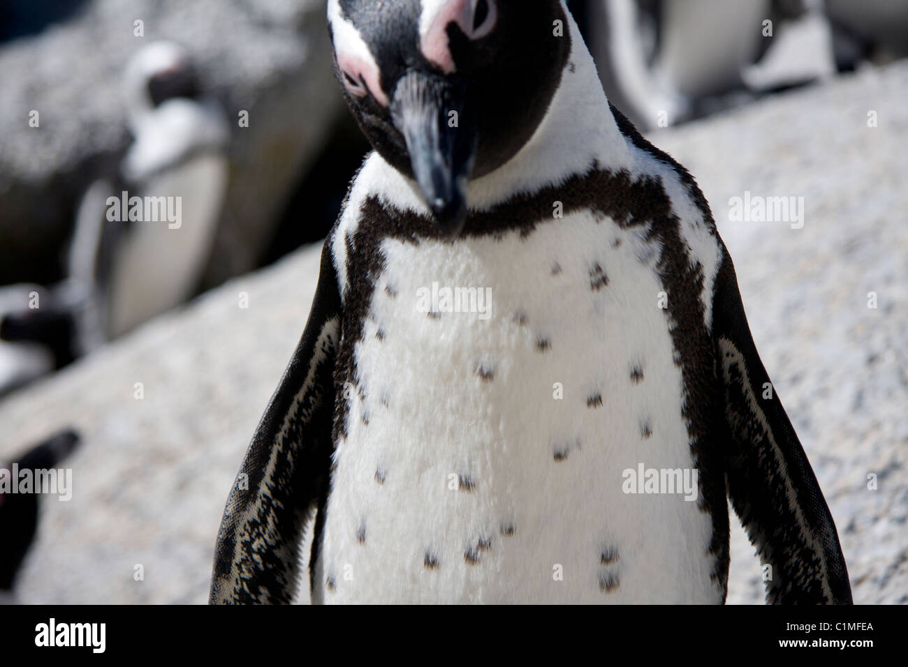 Kolonie von afrikanischen Pinguinen Stockfoto