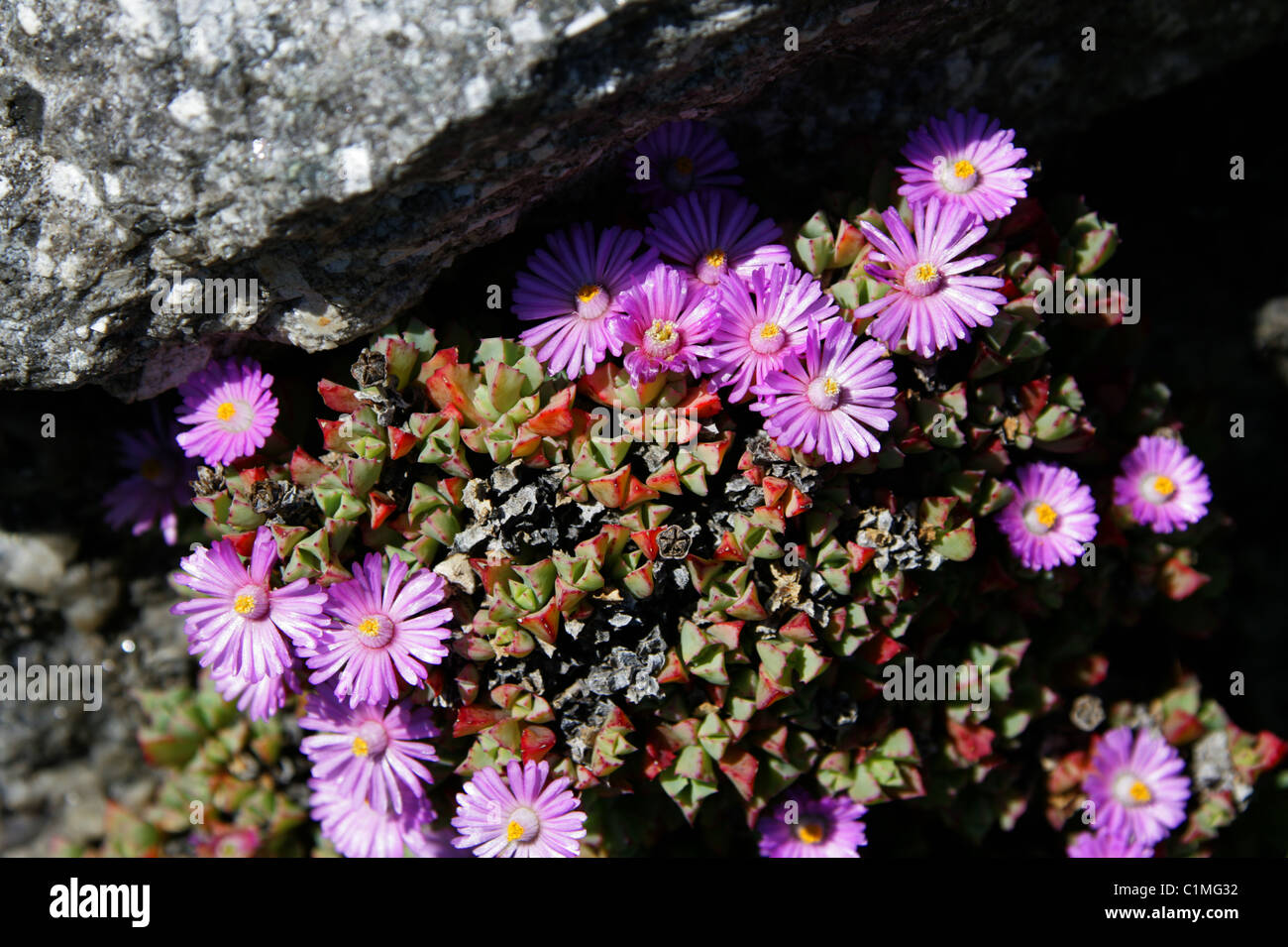 Rosa Ice Plant, Lampranthus SP., Mittagsblumengewächsen. Anbau an Wand, Cornwall, UK. Stockfoto