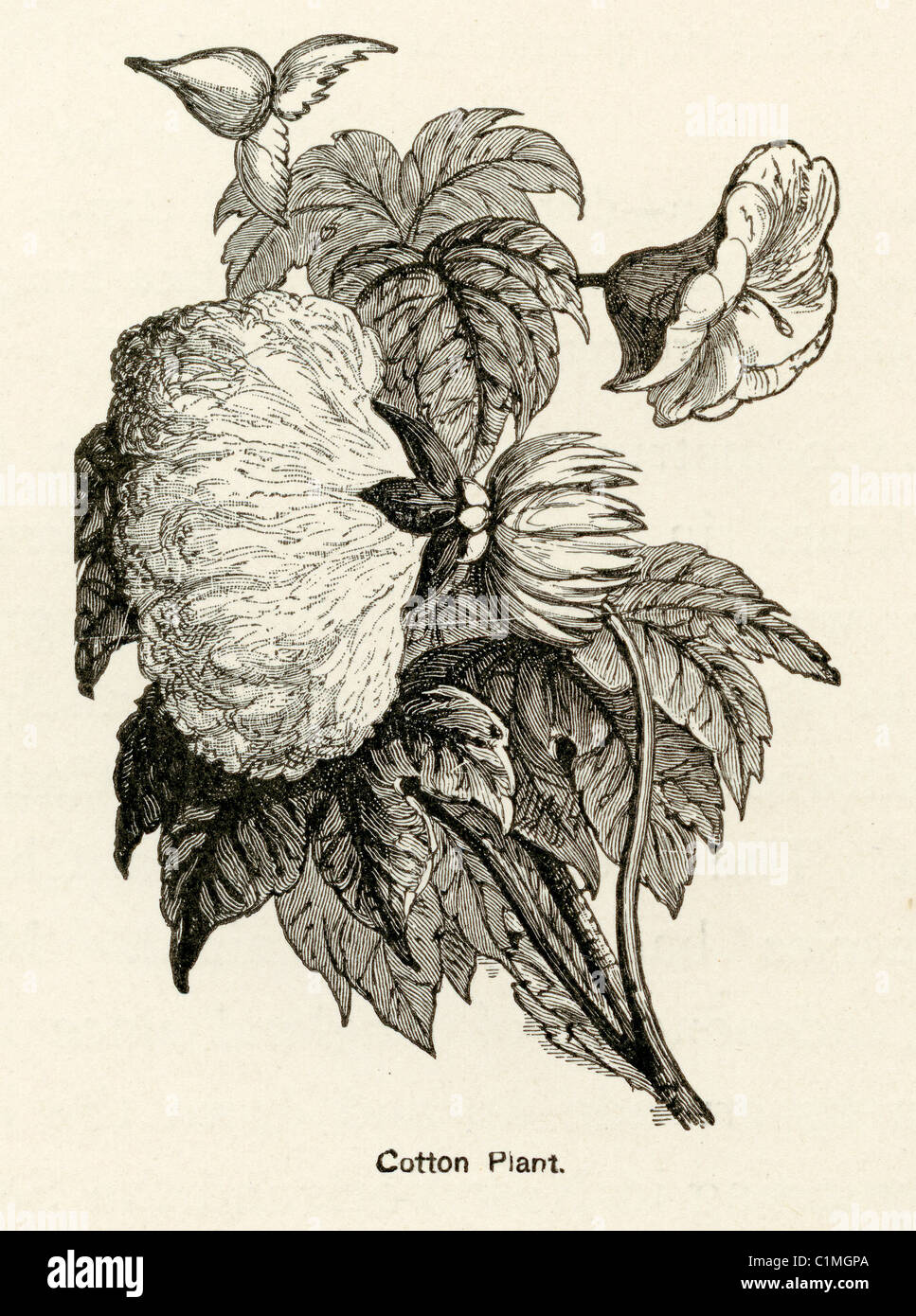 Alte Lithographie der Baumwollpflanze Stockfoto